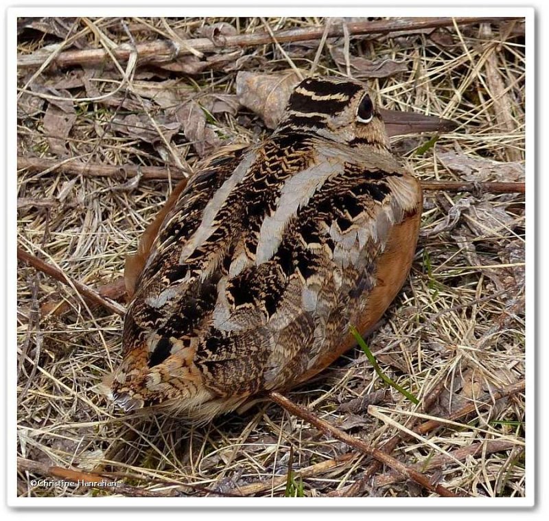 American woodcock