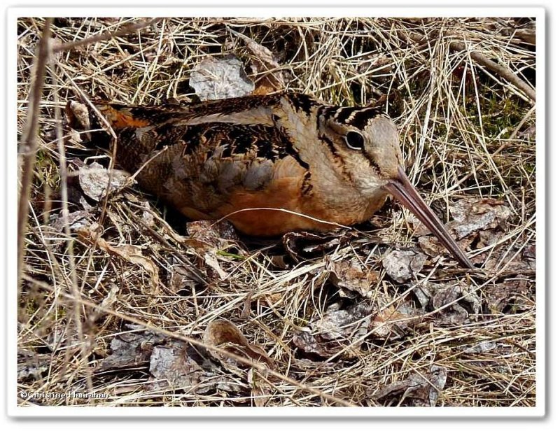American woodcock