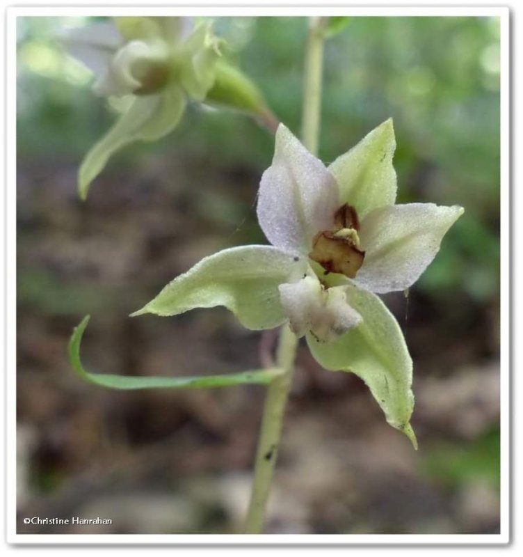 Helleborine orchid  (Epipactis helleborine)