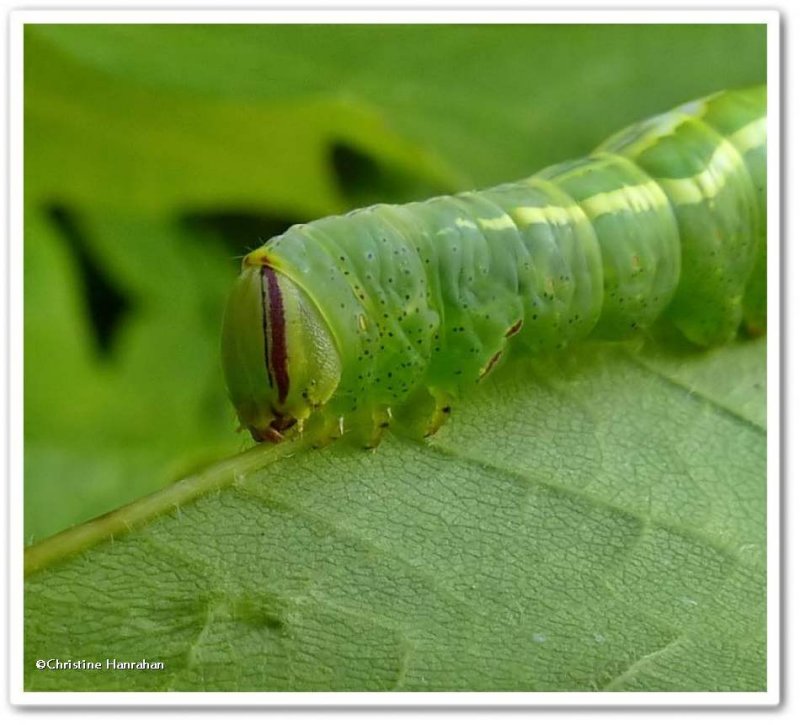 Saddled prominent moth caterpillar (Heterocampa guttivitta), #7994