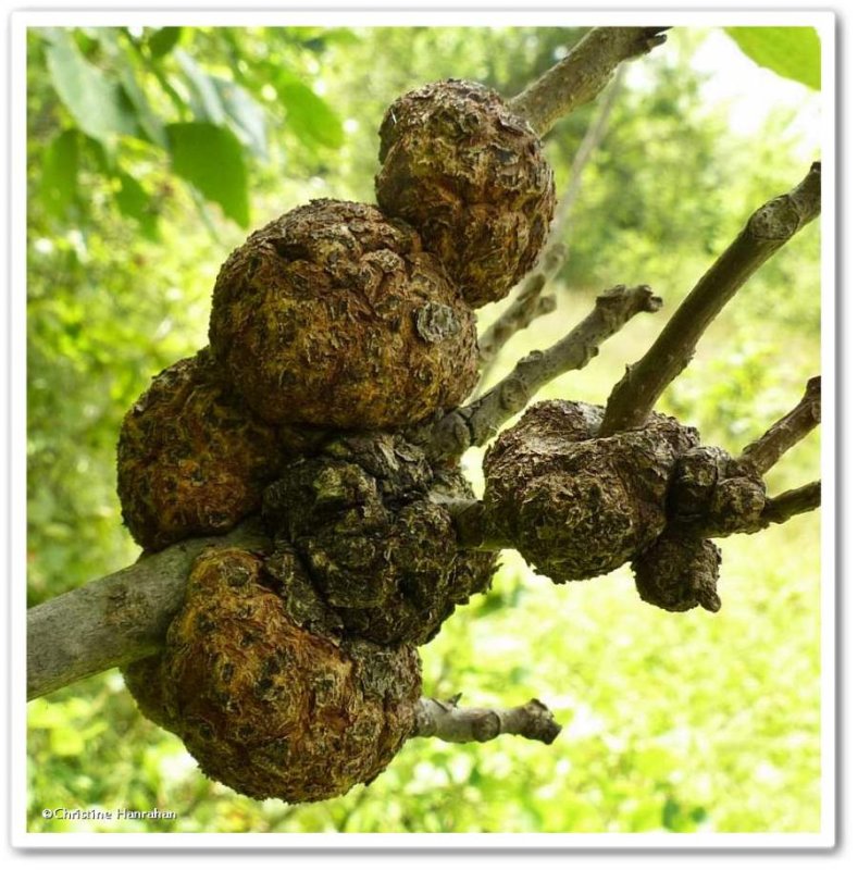 Phomopsis galls on bitternut hickory