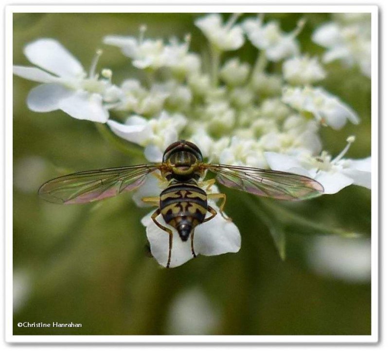 Hover fly (Toxomerus geminatus)