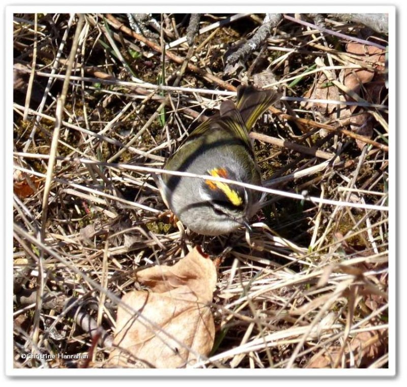 Golden-crowned kinglet