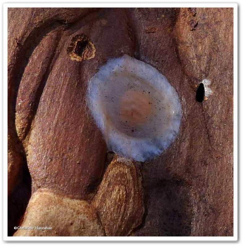 Egg sac of a Corinnidae spider (Antmimics and Ground Sac Spiders)