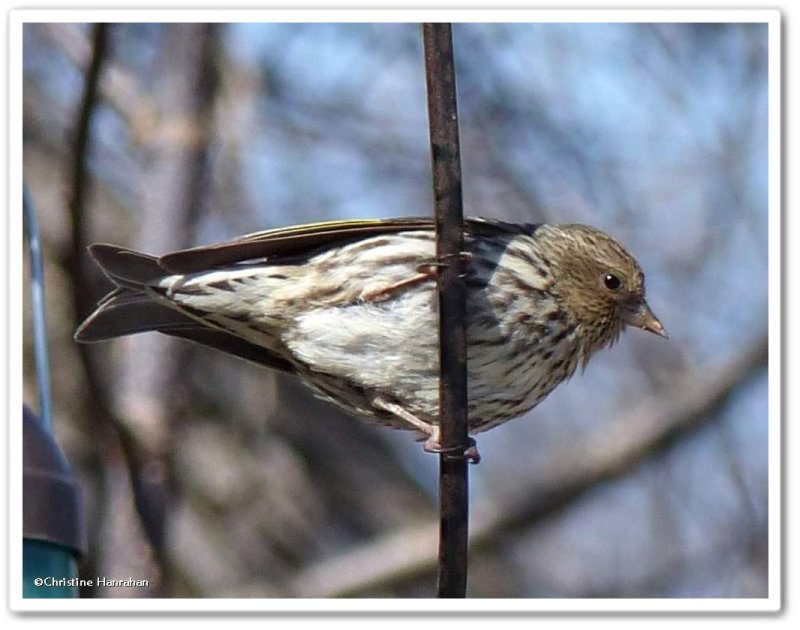 Pine siskin