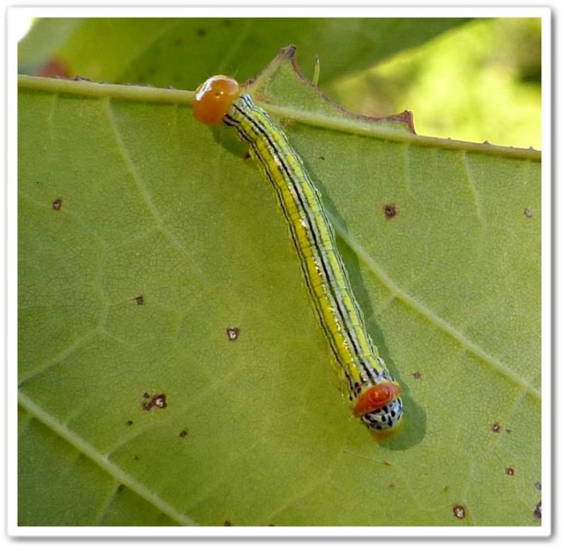 Orange-humped mapleworm caterpillars (Symmerista leucitys), #7953
