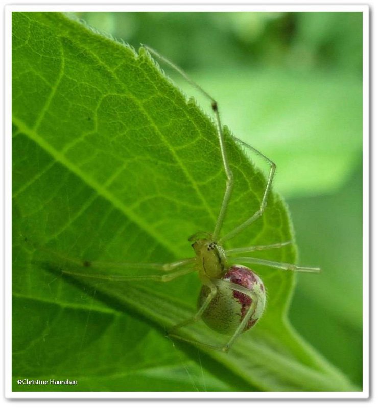 Cobweb spider (Enoplognatha ovata)