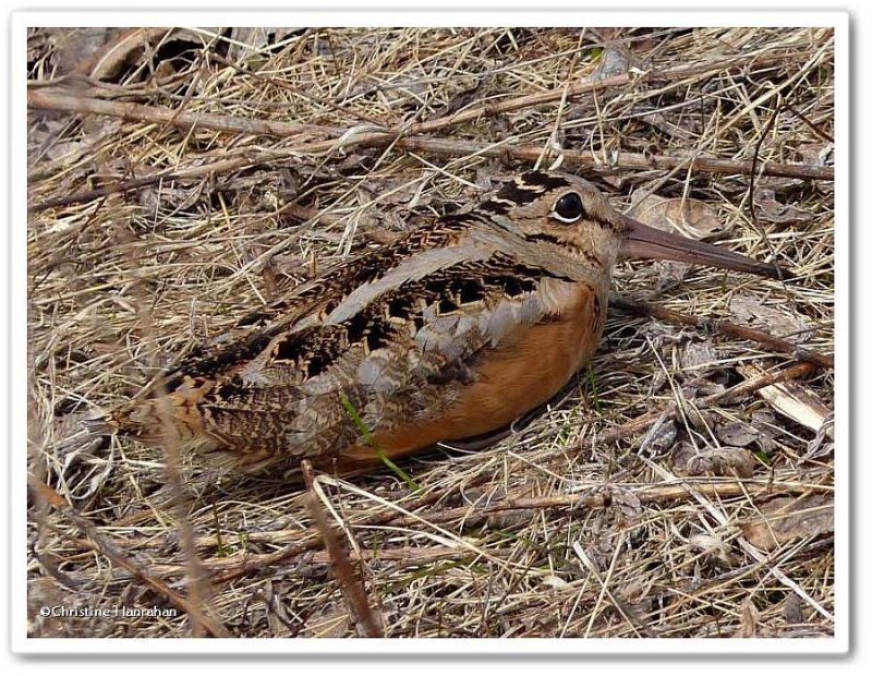 American woodcock