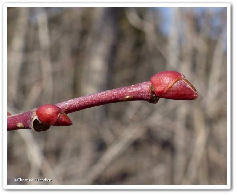 Basswood bud (Tilia americana)
