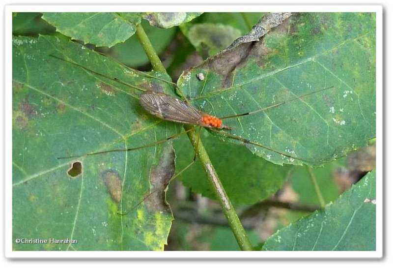 Cranefly with mites