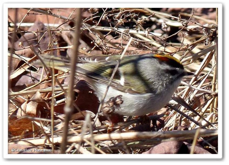 Golden-crowned kinglet