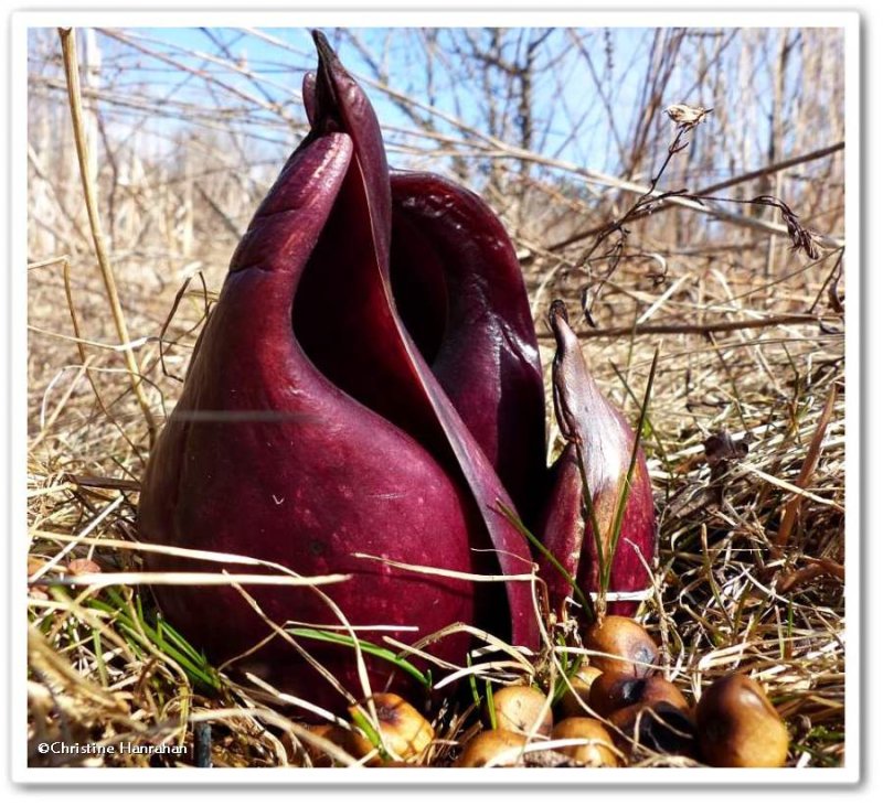 Skunk cabbage (Symplocarpus foetidus)