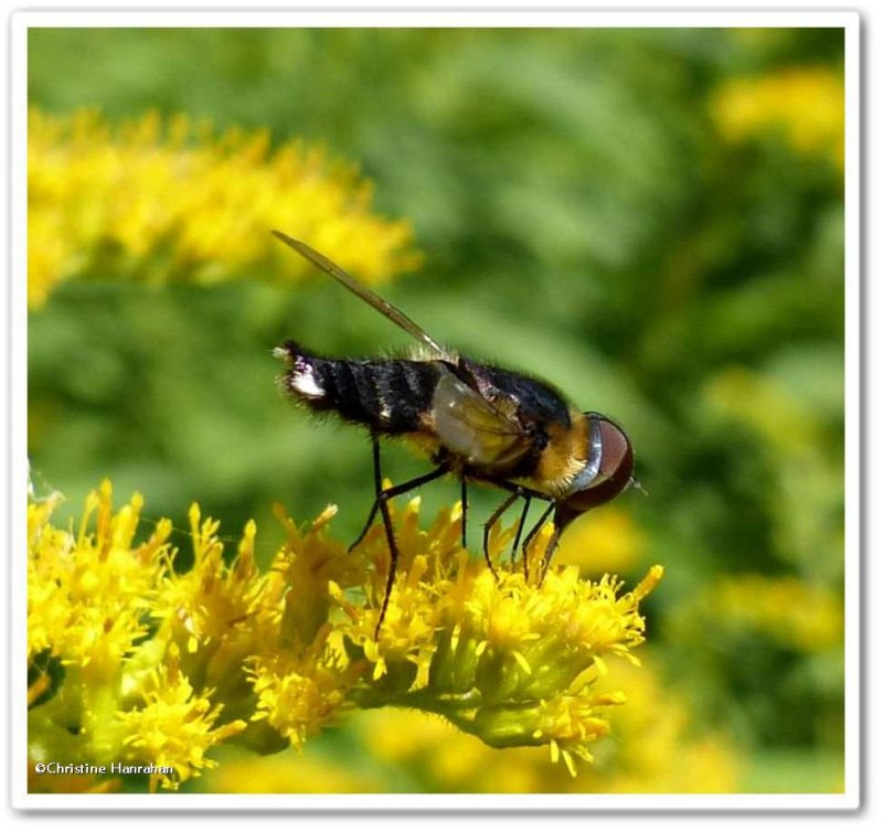 Bee fly (Villa sp.)