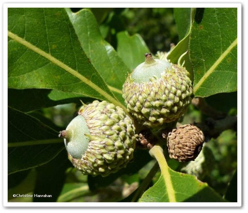 Bur oak acorns (Quercus macrocarpa)
