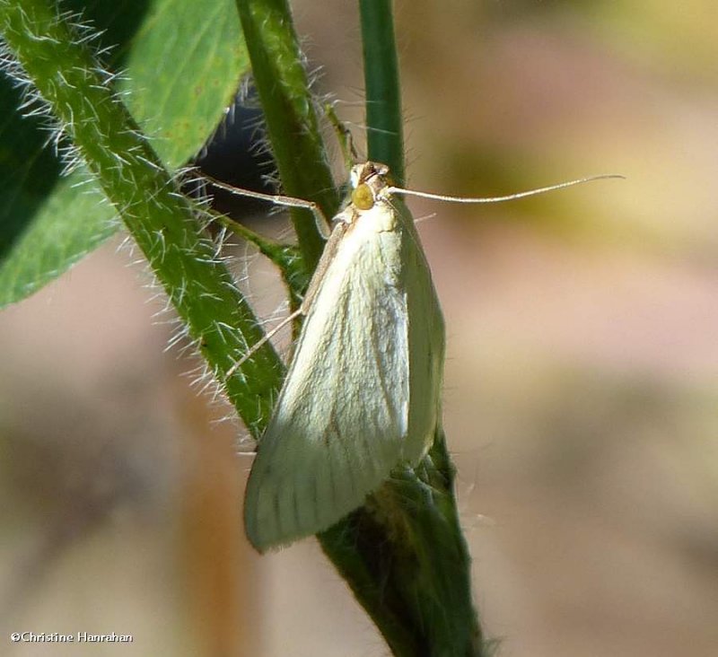 Carrot seed moth (Sitochroa palealis), #4986.1
