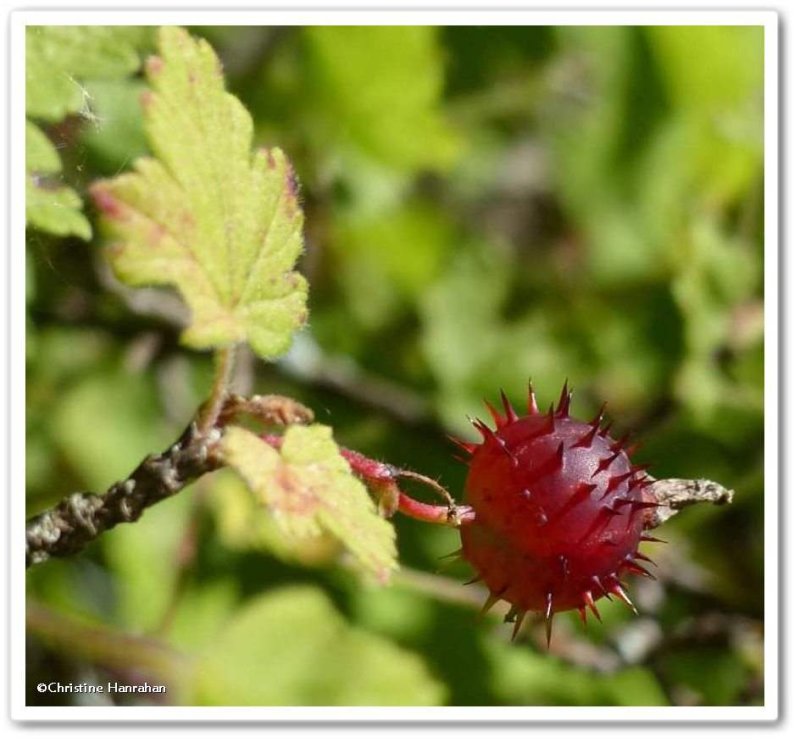 Wild gooseberry (Rubus cynosbati)