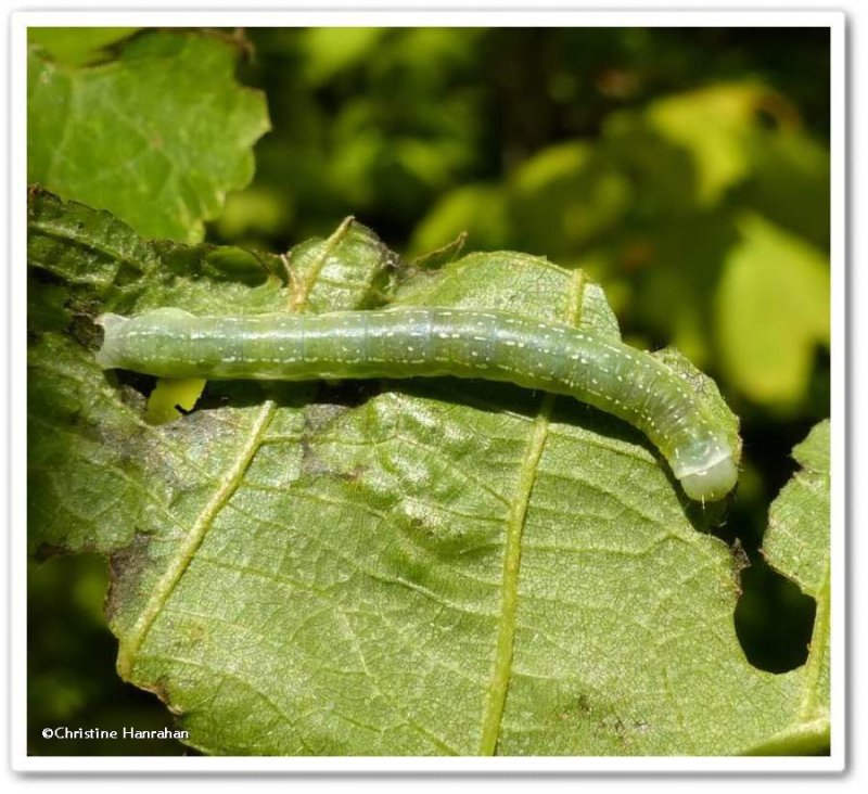 Moth Caterpillar, Lithophane sp?