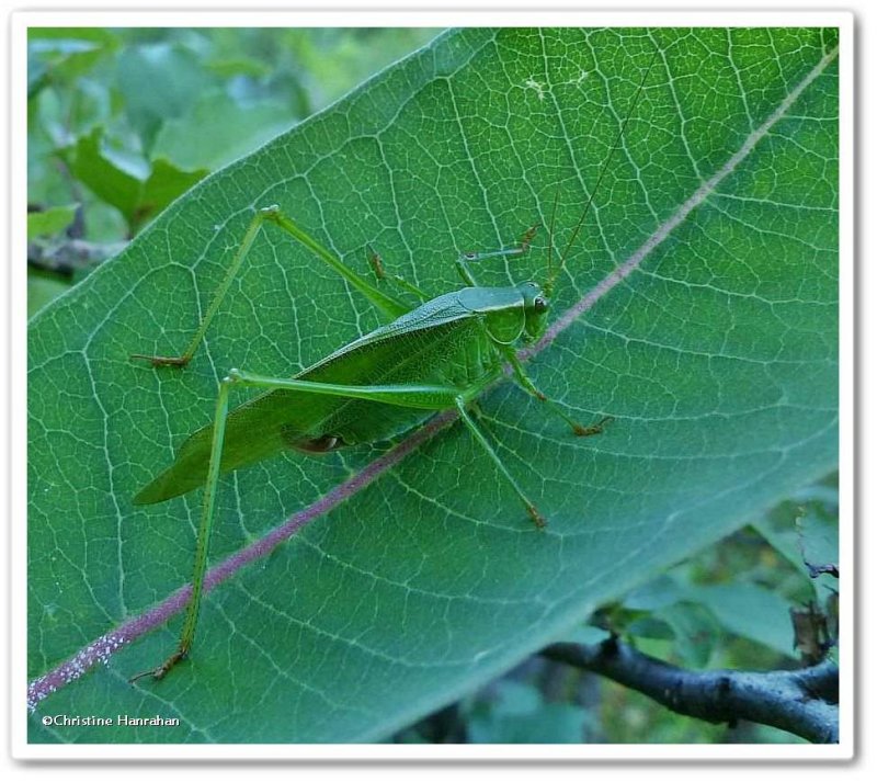 Katydid, possibly Scudderia sp.