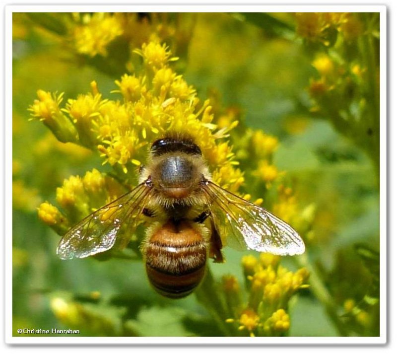 Honey bee (Apis mellifera)