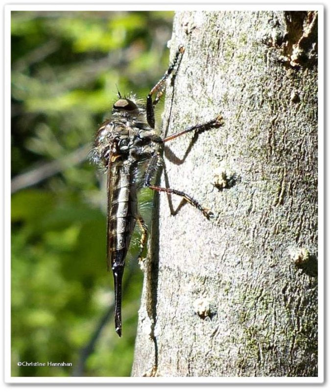 Robber fly,female (Efferia aestuans)