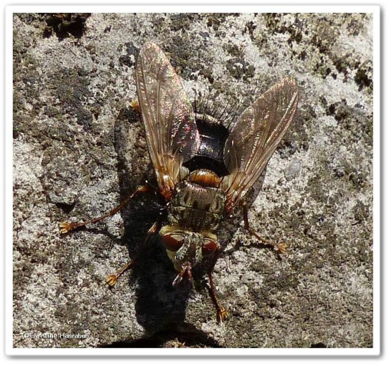 Parasitic fly (Epalpus signifer)