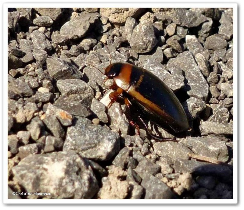 Predacious diving beetle (Hydaticus aruspex) 