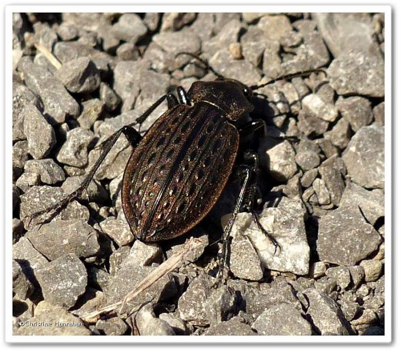 Ground beetle (Carabus maeander)