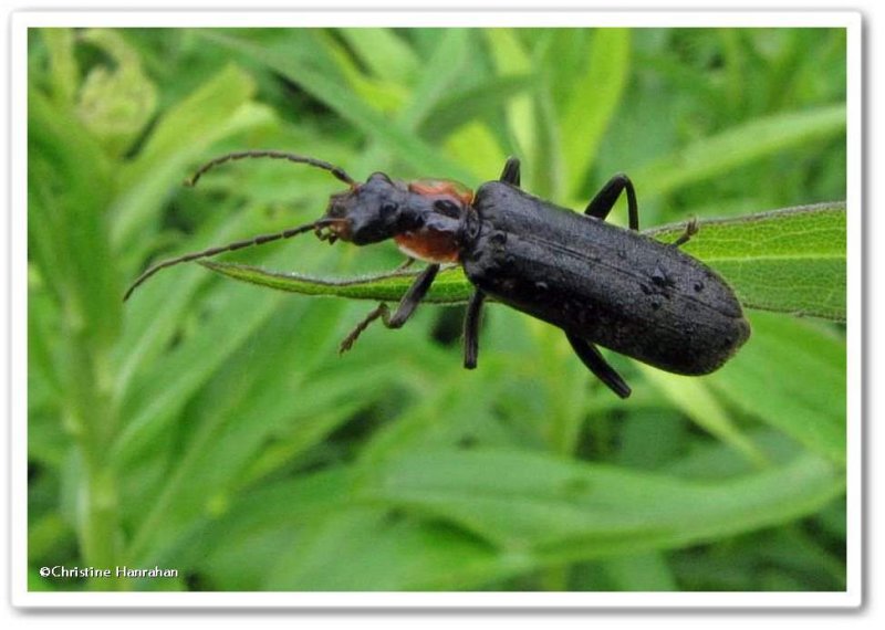 Soldier beetle (Podabrus)