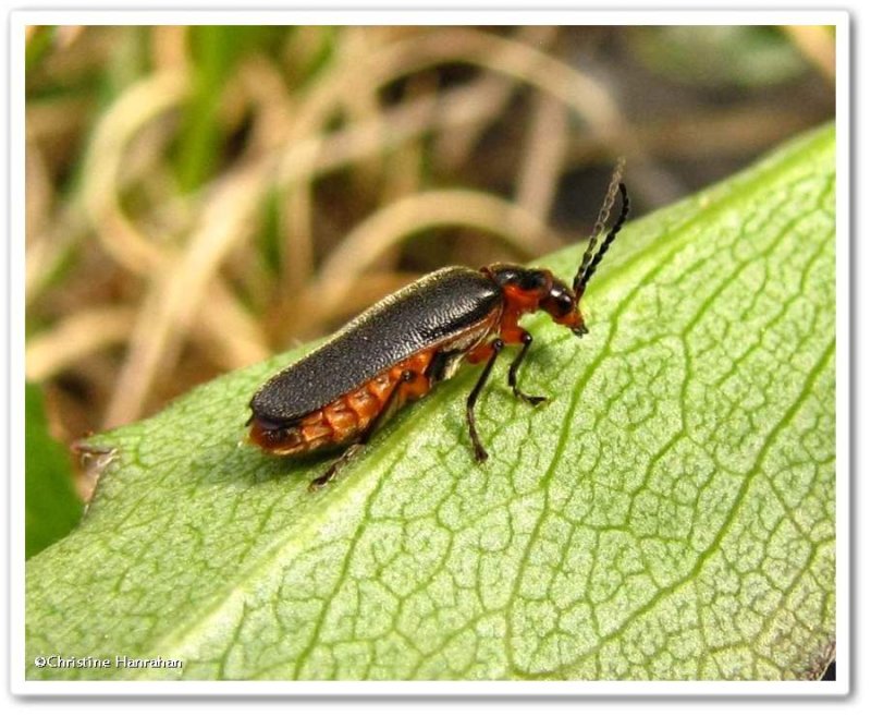 Soldier beetle (Atalantycha bilineata)