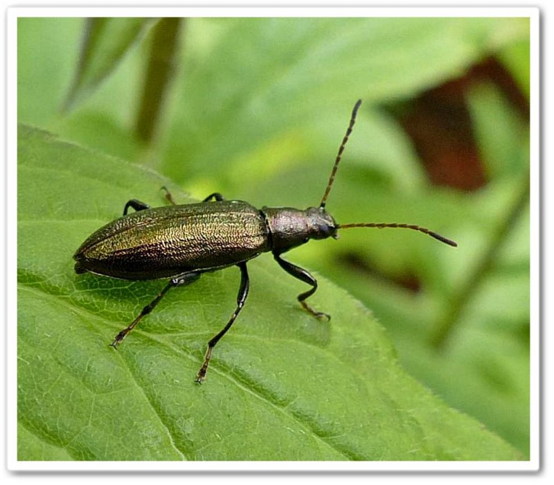 Long-jointed beetle (Arthromacra aenea)