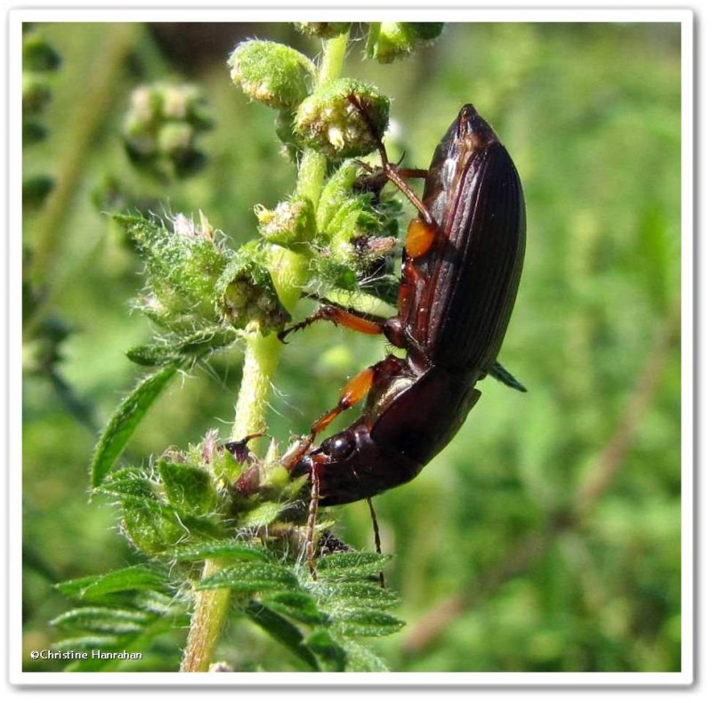 Ground beetle (<em>Harpalus</em> sp.)