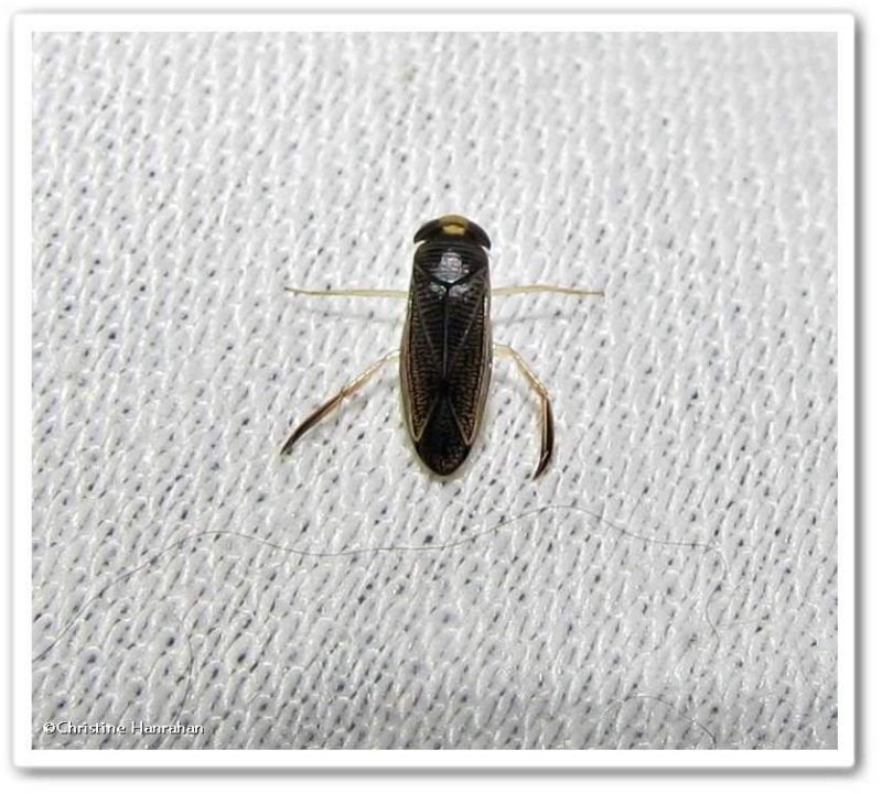 Water boatman (Arctocorixa sp.)