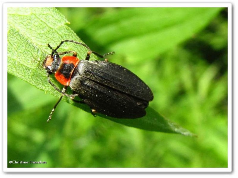 Soldier beetle (Podabrus tricostatus)