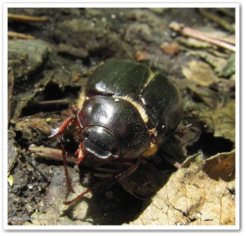 Scarab beetle (Phyllophaga)