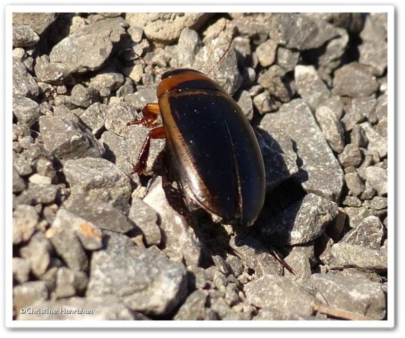 Predacious diving beetle (Hydaticus aruspex)