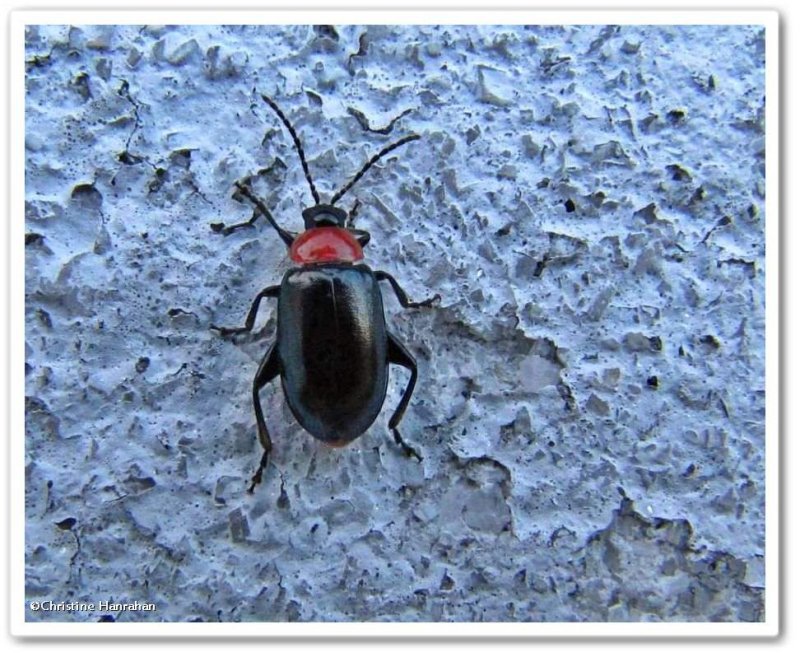 Flea beetle (Disonycha xanthomelas)
