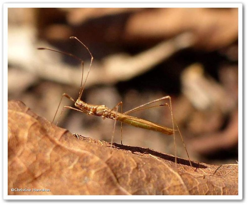 Stilt bug (Neoneides  or Jalysus)