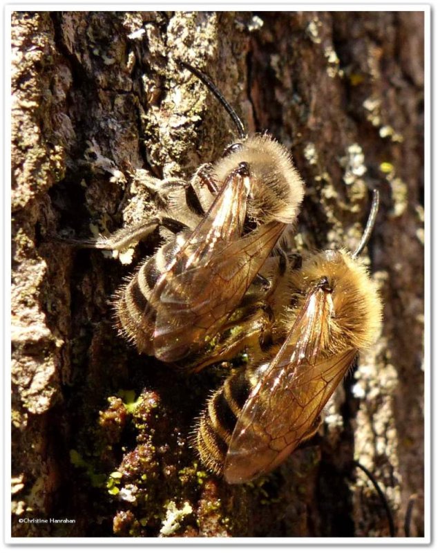 Cellophane bees (Colletes sp.)