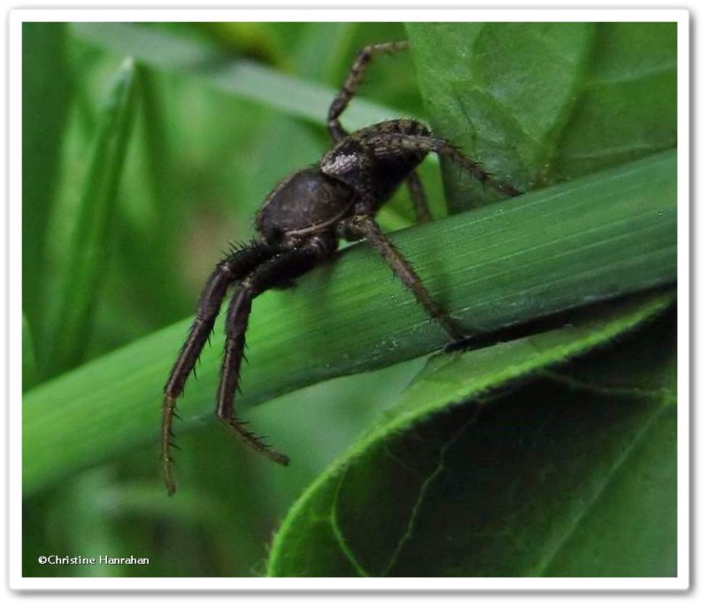 Ground crab spider (Xysticus)