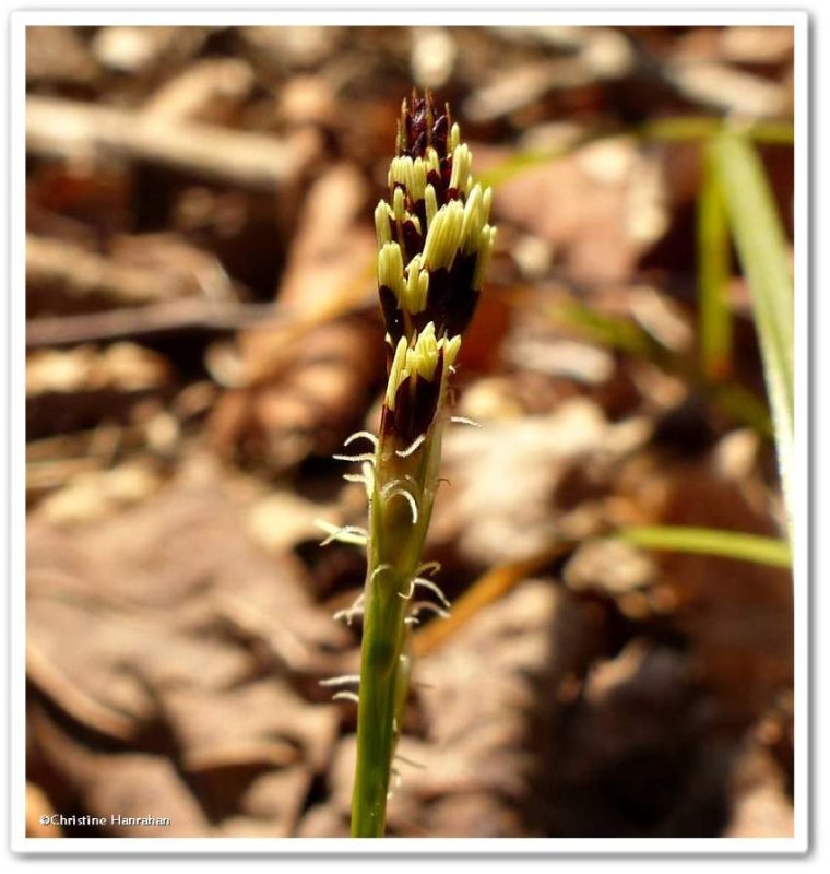 Long-stalked sedge (Carex pedunculata)