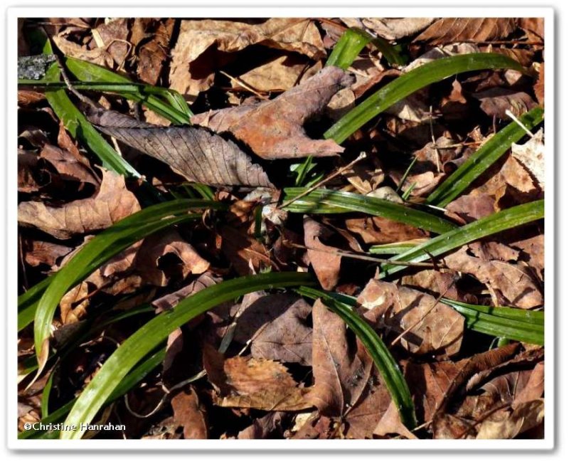 Plantain-leaved sedge (Carex plantaginea)