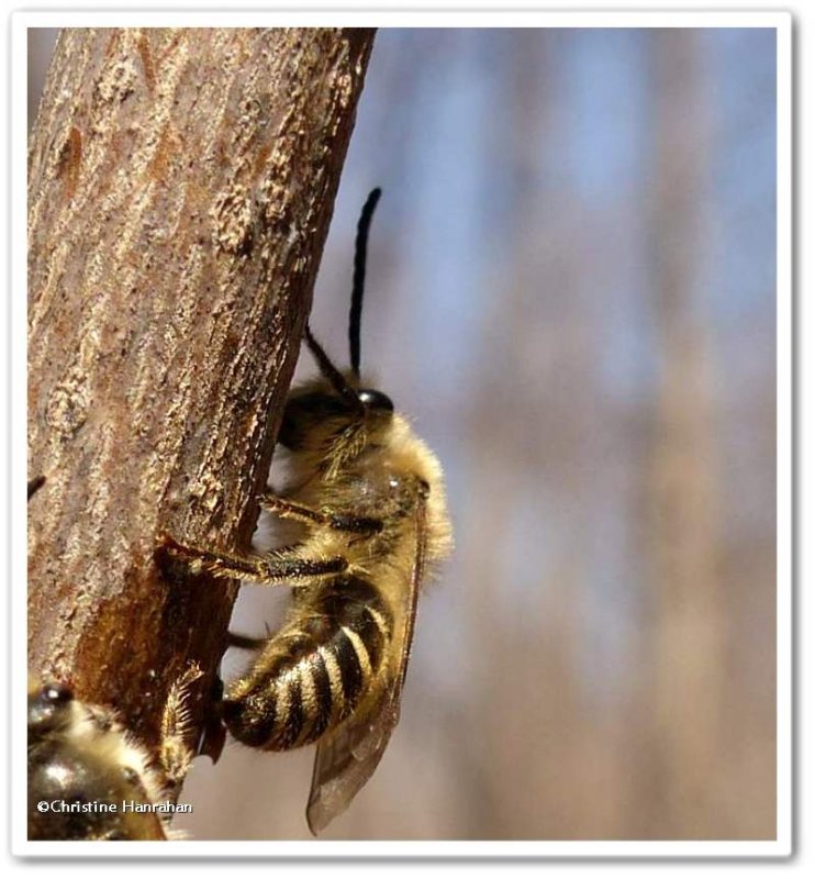 Cellophane bee (Colletes sp.)