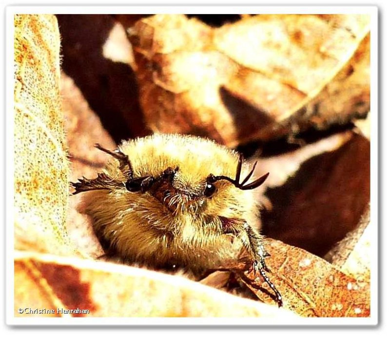 Bumble flower beetle (Euphoria inda)