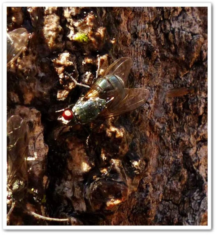 Blow fly (Lucilia sp.)