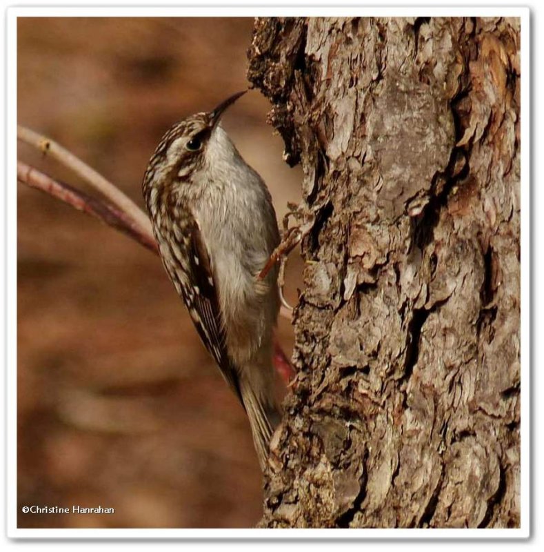 Brown creeper