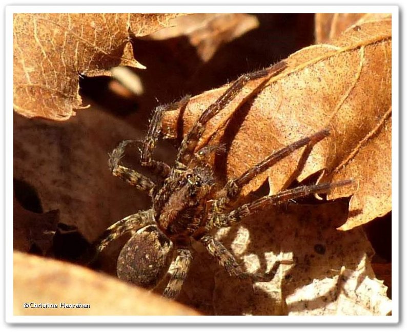 Wolf spider, possibly Alopecosa sp.