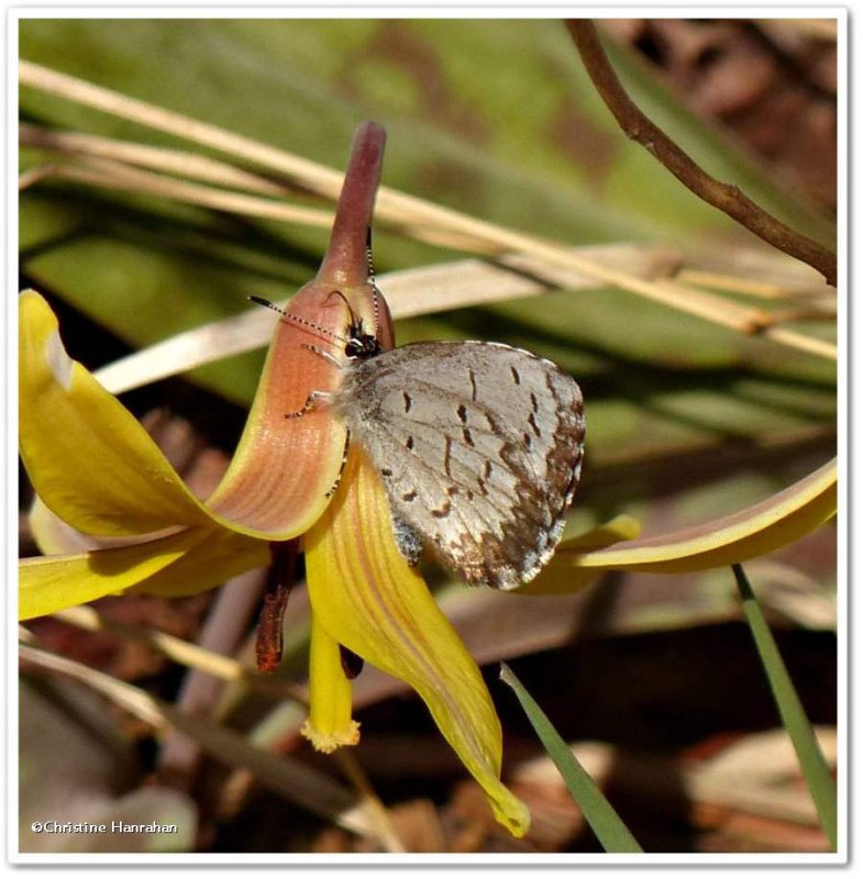 Spring azure butterfly (Celastrina ladon)