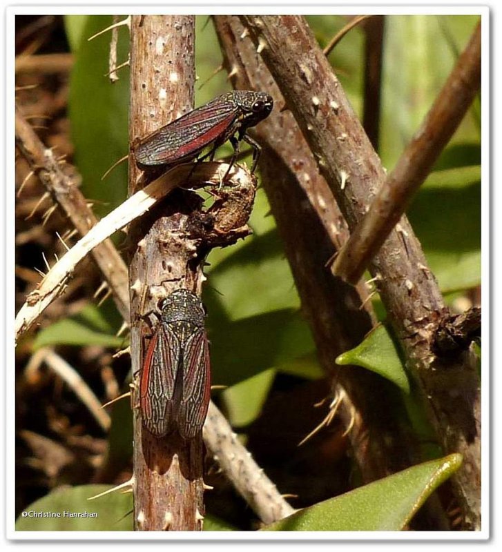 Leafhoppers (Cuerna striata)