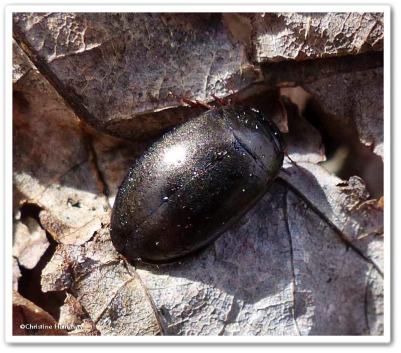 Predacious diving beetle (Dytiscus)?