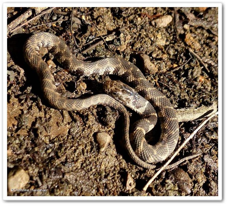 Milk snake (Lampropeltis triangulum)